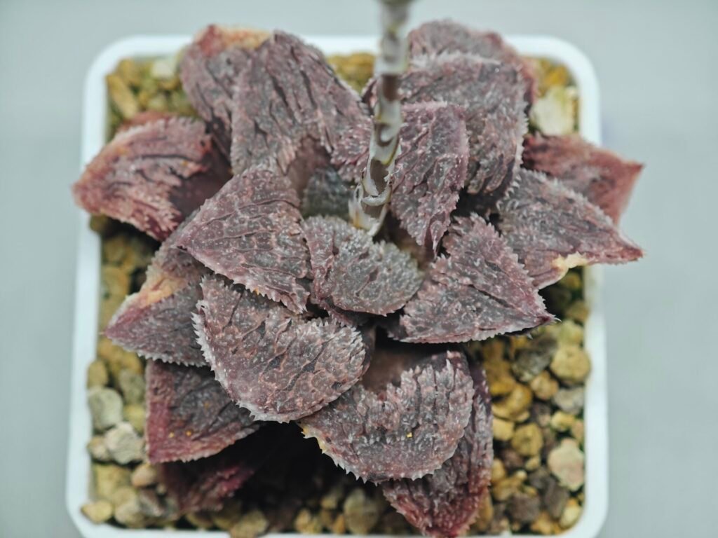 Portfolio 10 Haworthia Guajigusuku (味 城) - 1