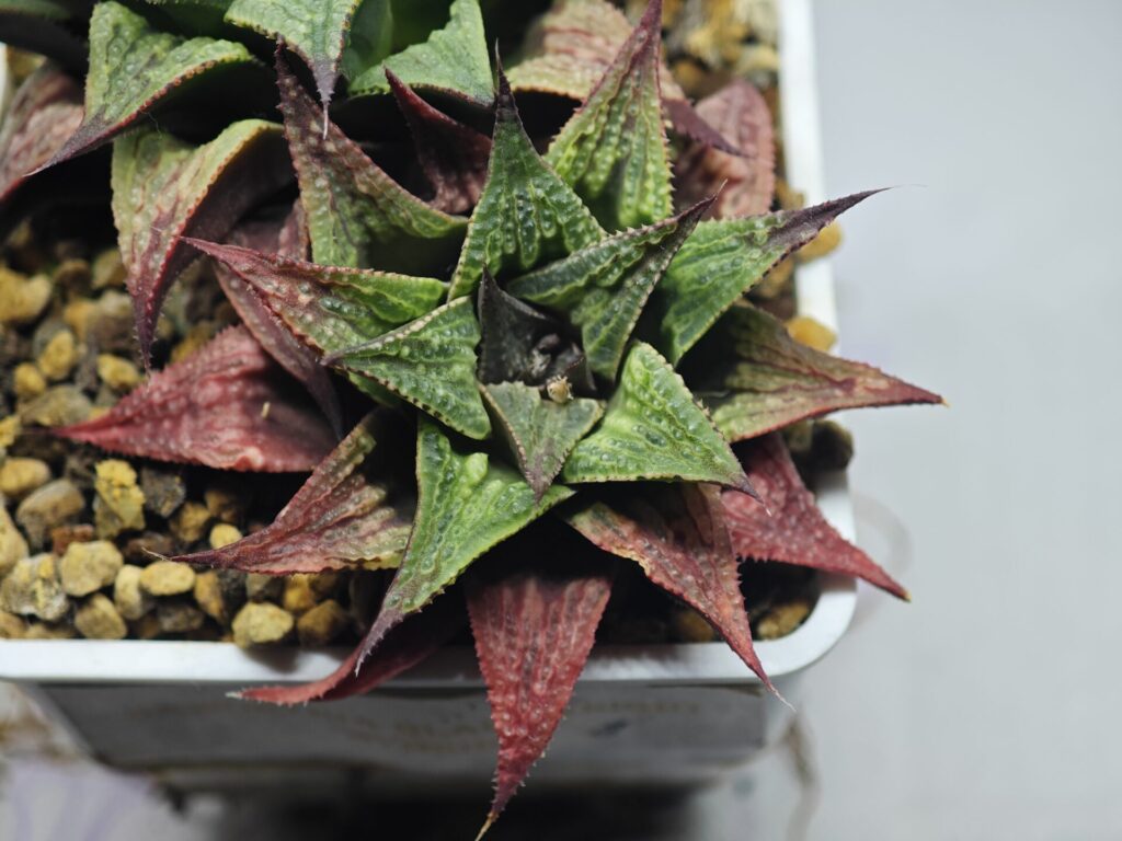 Home 4 Haworthia Black Knight Hybrid - 2