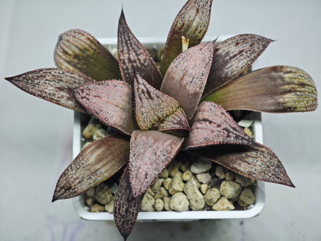 Home 6 Haworthia Princess Kazunomiya (皇妃和之宫) - 2