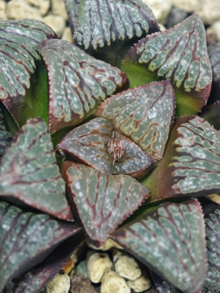 Haworthia ‘Black Rain’ [ブラック・レイン] x ‘Silver Wolf’ seedling - 9