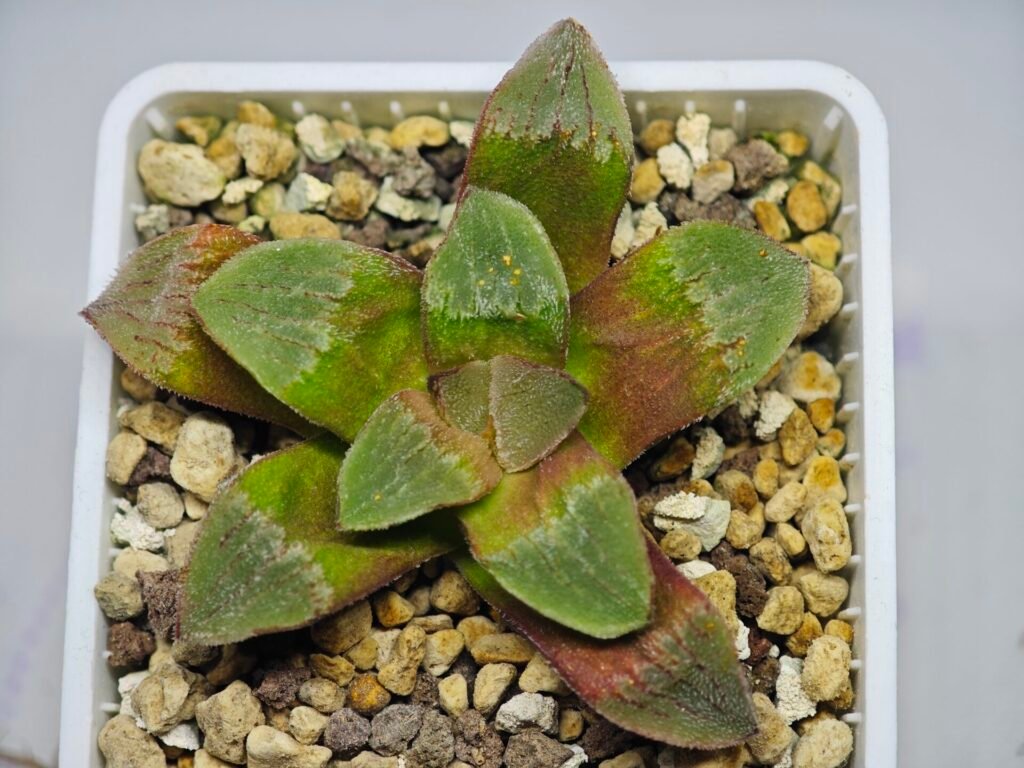 Haworthia Seedling Emelya x Pygmea S70 - 11