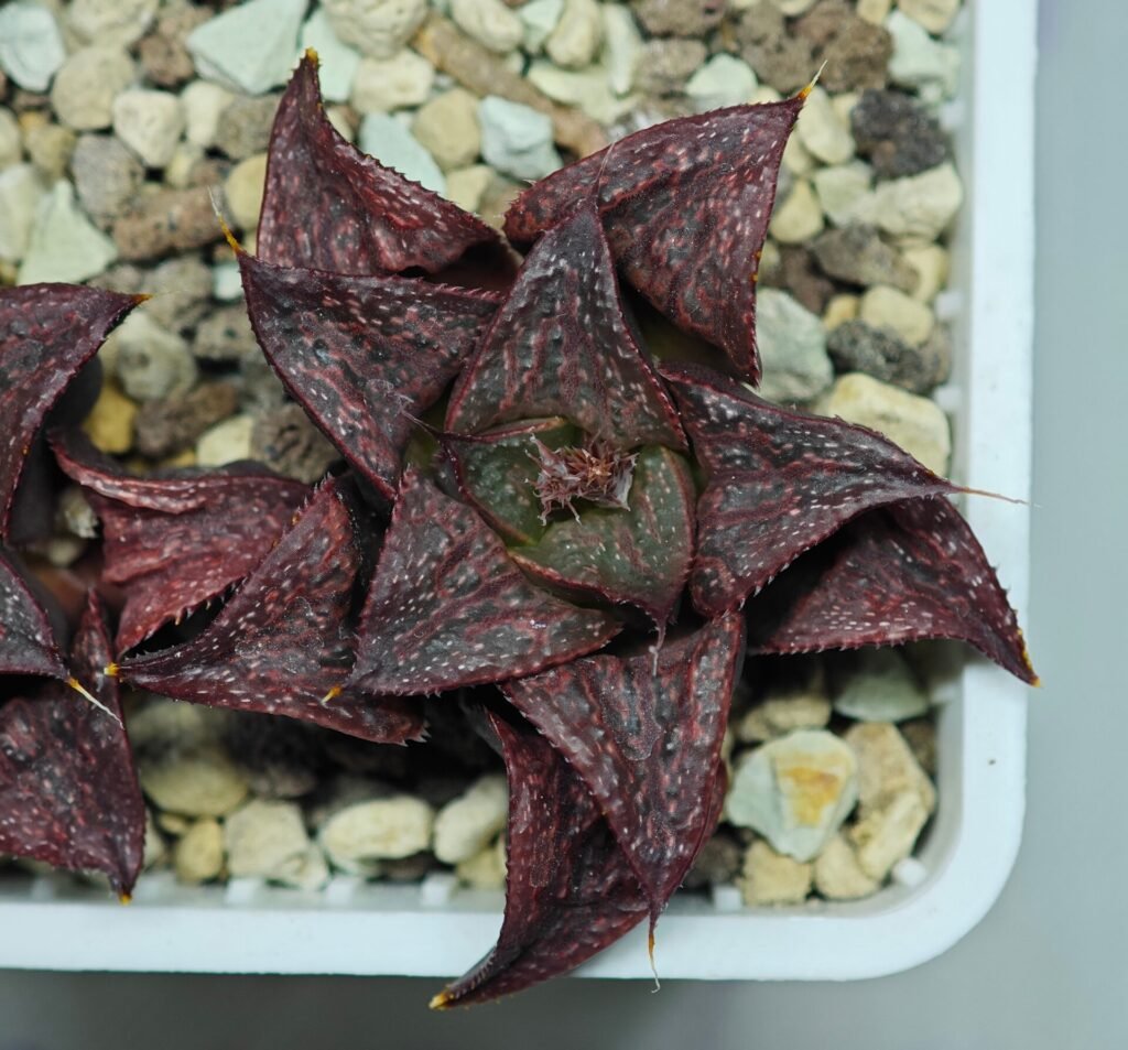 Haworthia Unknown Splendens K045 - 8