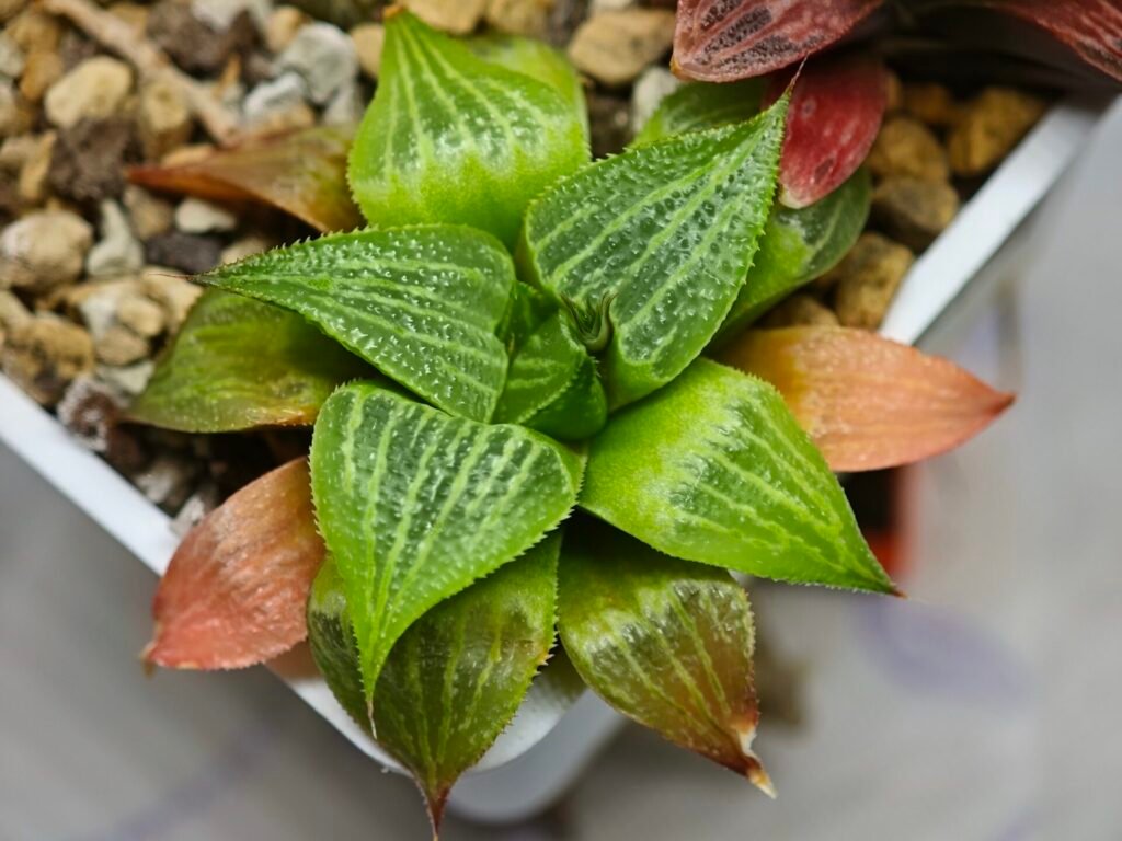 Haworthia Seedling S03 Doringrivier Farm GM 581 - 9