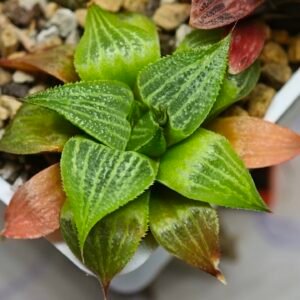Haworthia Seedling S03 Doringrivier Farm GM 581 - 9