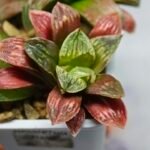 Haworthia Seedling S04 - 2