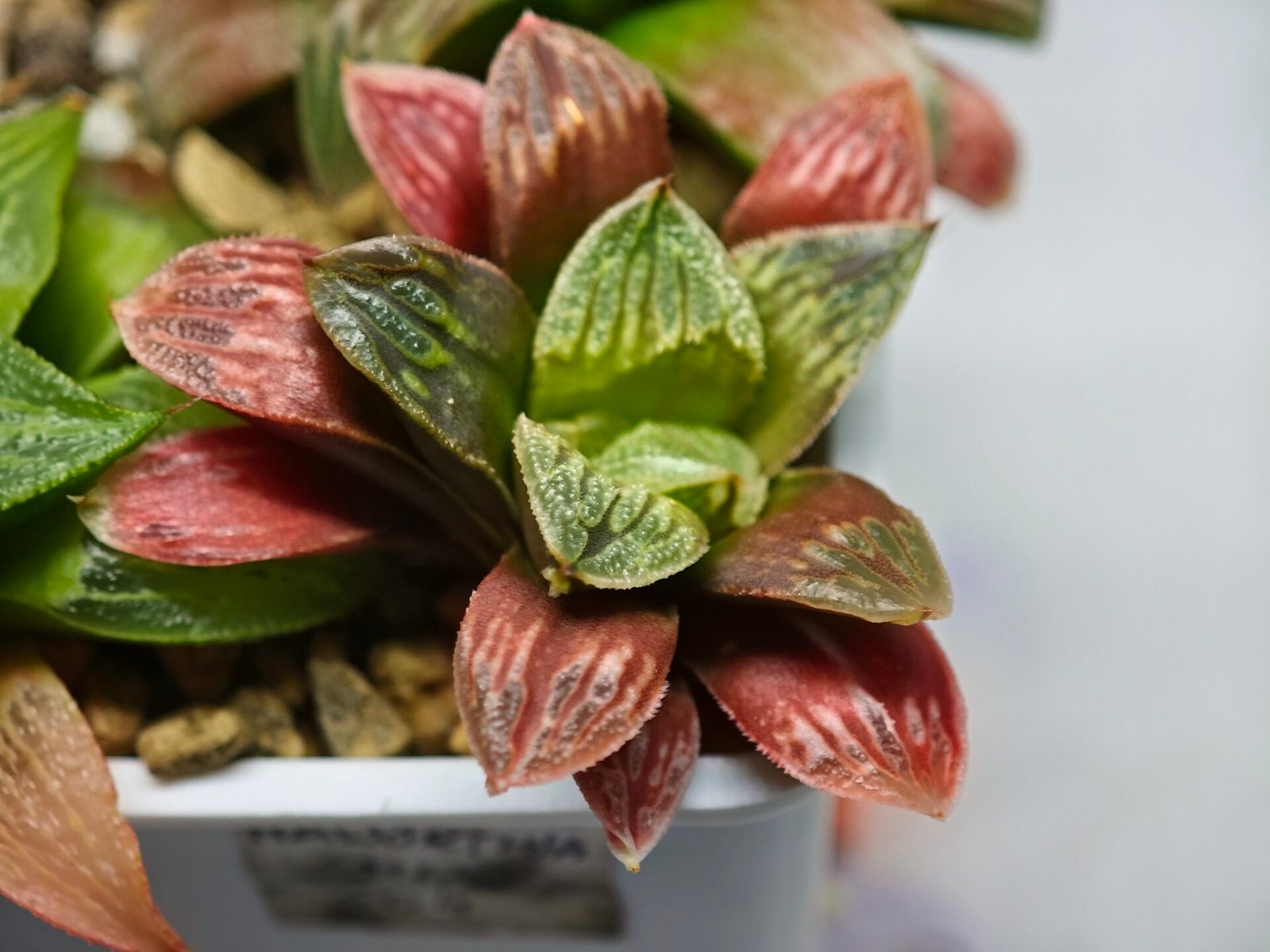 Haworthia Seedling S04 - 2
