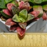Haworthia Seedling S04 - 3