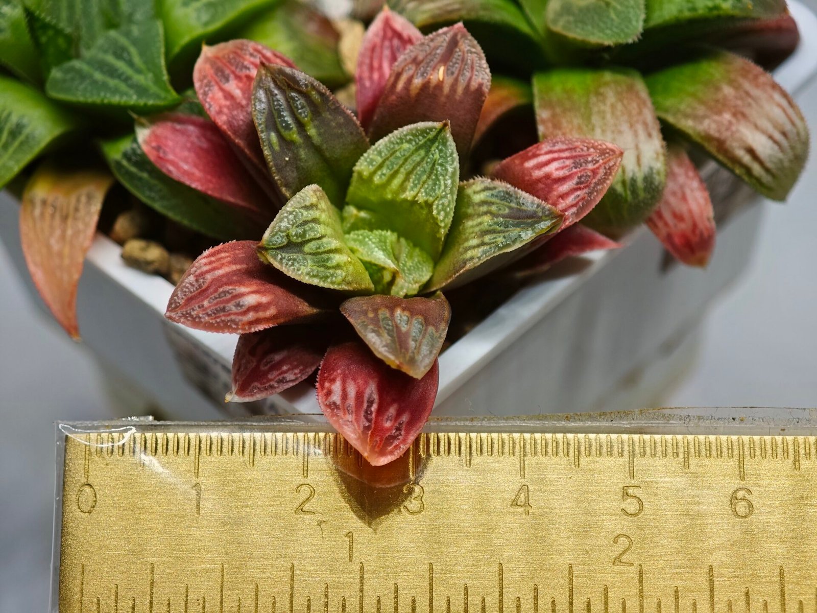 Haworthia Seedling S04 - 3