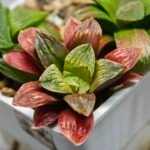 Haworthia Seedling S04 - 4