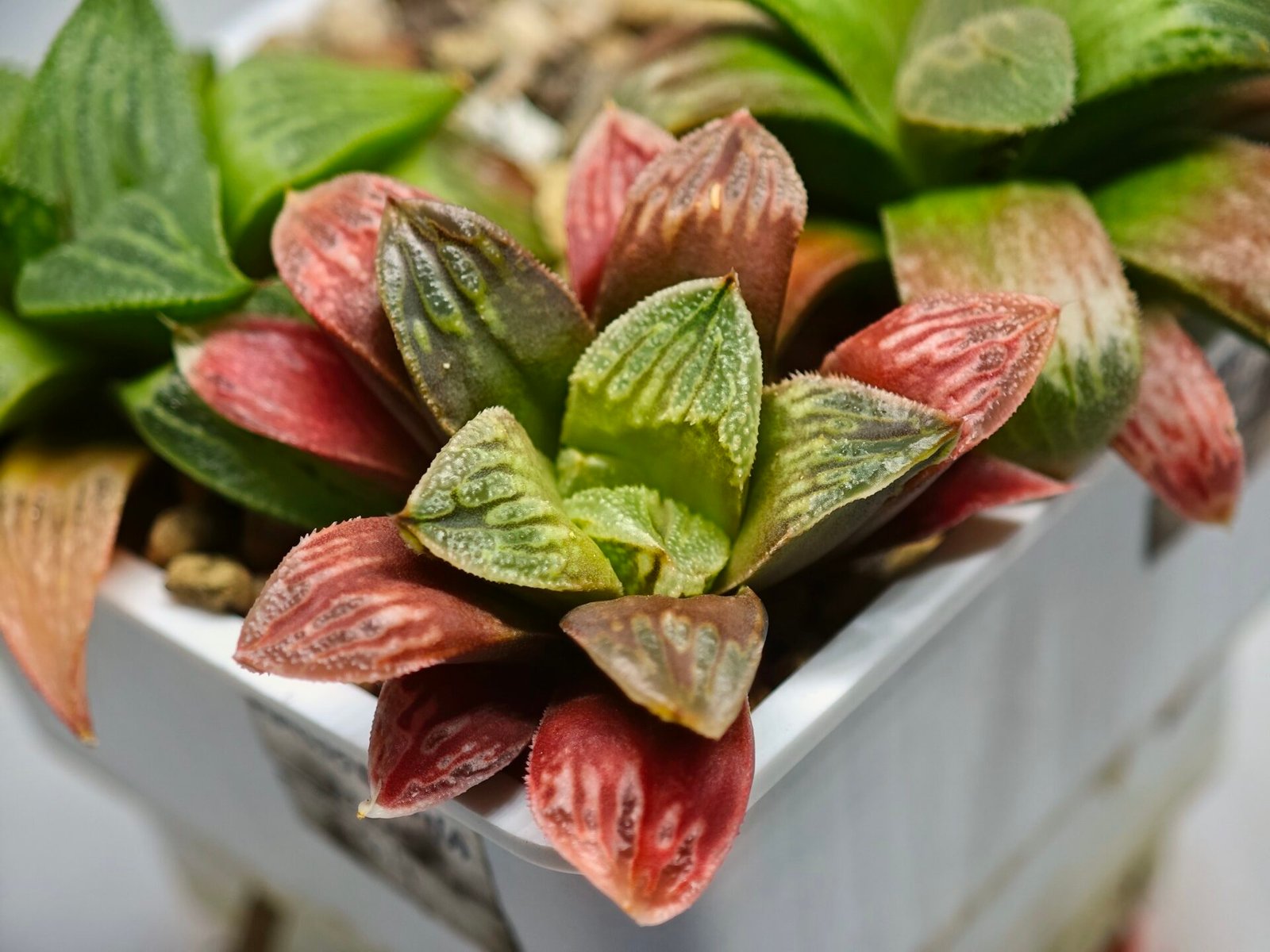 Haworthia Seedling S04 - 4