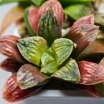 Haworthia Seedling S04 - 5