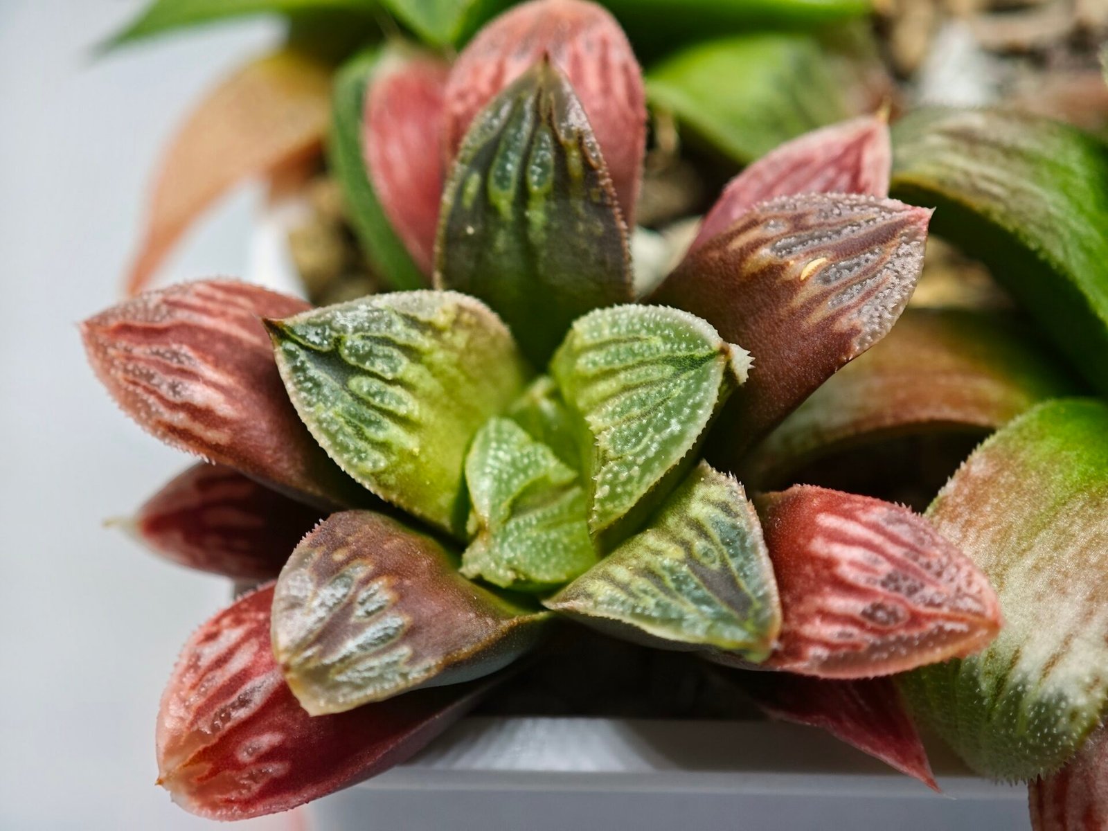 Haworthia Seedling S04 - 5