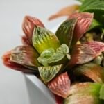 Haworthia Seedling S04 - 6