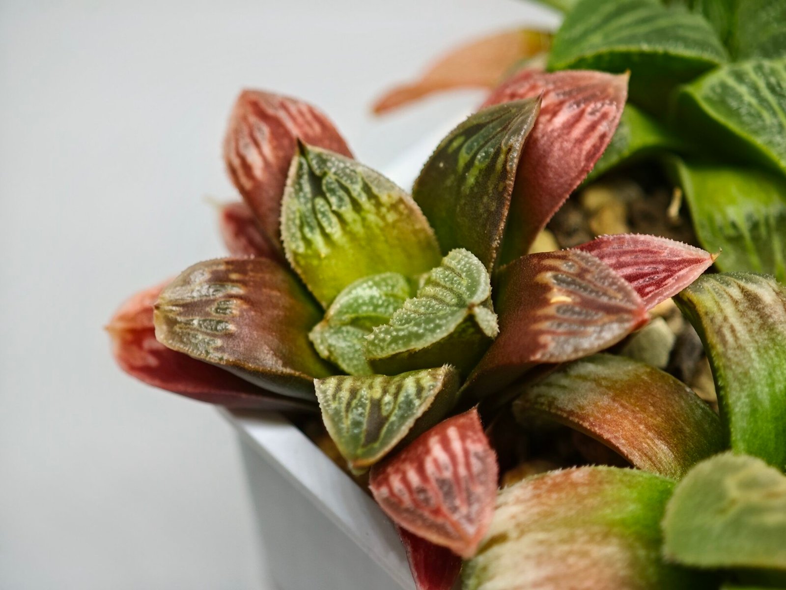 Haworthia Seedling S04 - 6