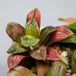 Haworthia Seedling S04 - 7