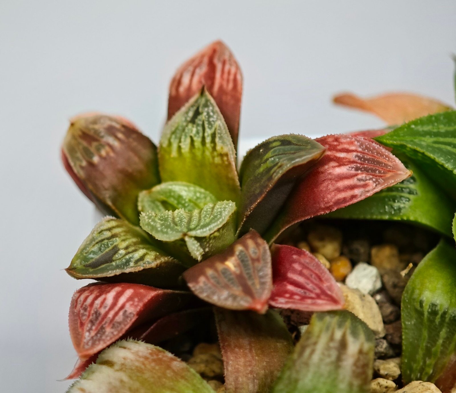 Haworthia Seedling S04 - 7