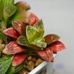Haworthia Seedling S04 - 8
