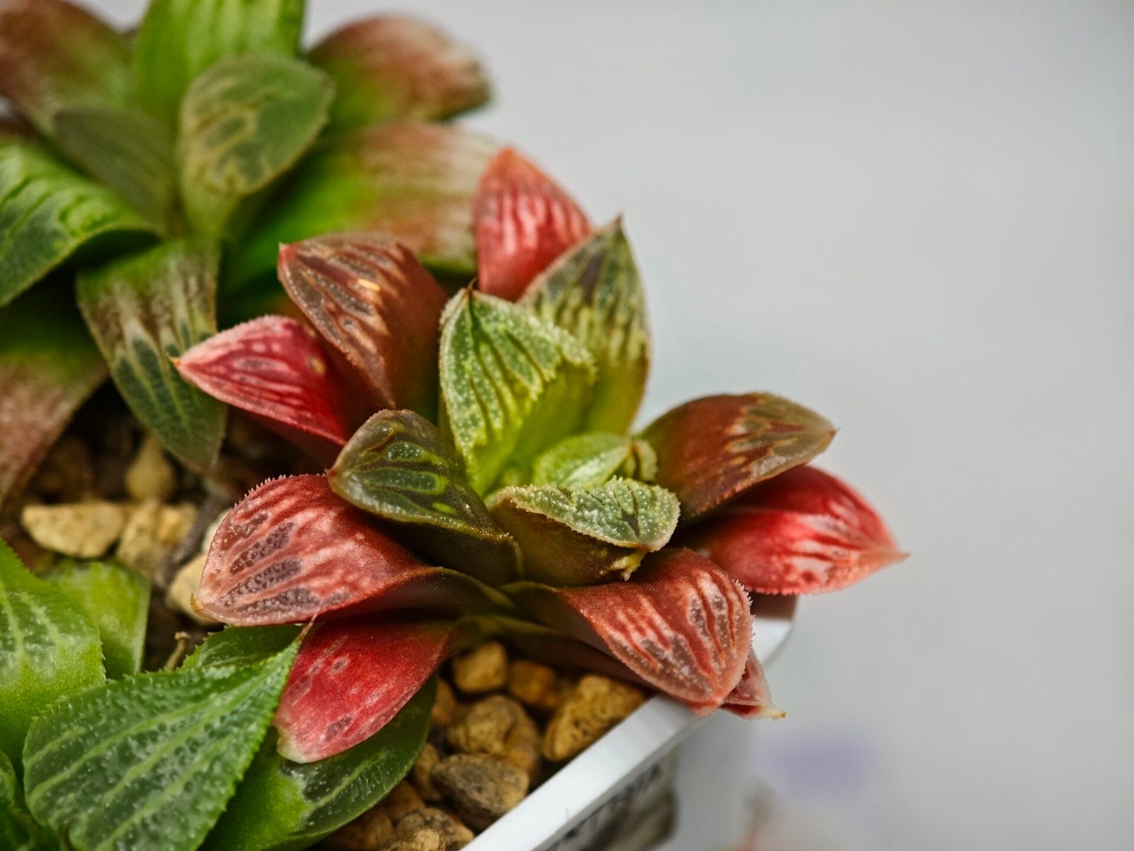 Haworthia Seedling S04 - 8