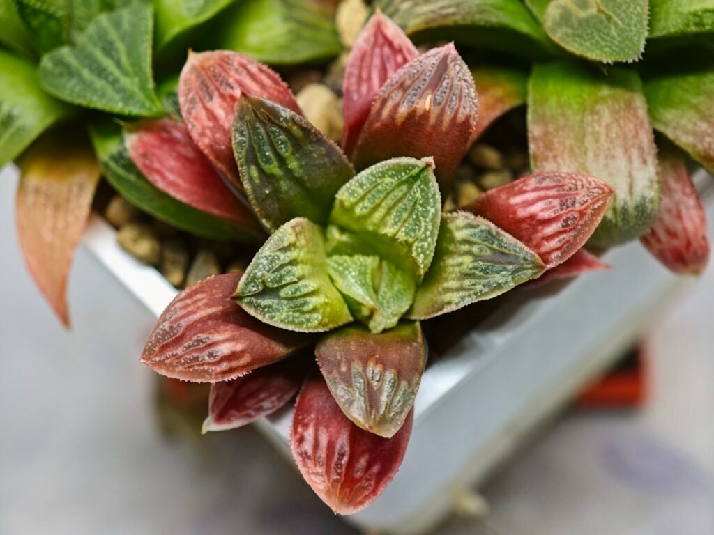 Haworthia Seedling S04 - 1