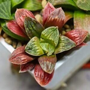 Haworthia Seedling S04 - 1