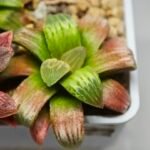 Haworthia Seedling S05 - 9