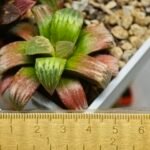 Haworthia Seedling S05 - 10