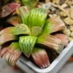 Haworthia Seedling S05 - 1