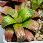 Haworthia Seedling S05 - 2