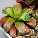 Haworthia Seedling S05 - 3