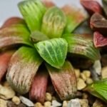 Haworthia Seedling S05 - 4