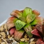 Haworthia Seedling S05 - 5
