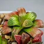 Haworthia Seedling S05 - 6