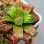 Haworthia Seedling S05 - 7