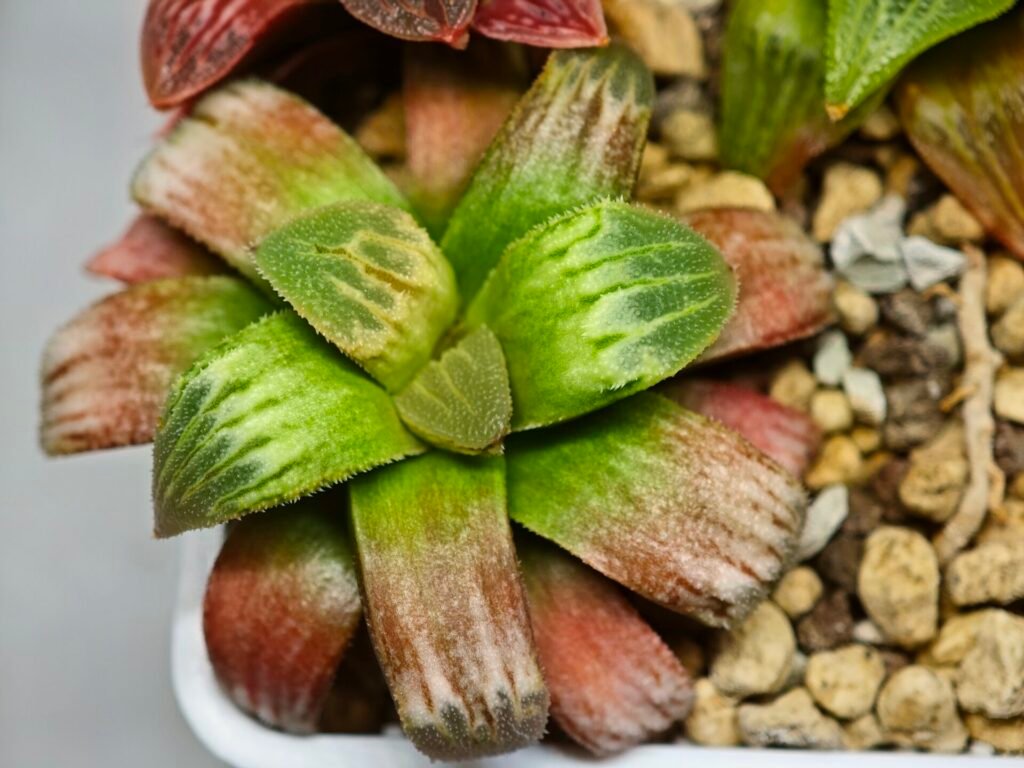 Home 3 Haworthia Seedling S05 - 8