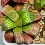 Haworthia Seedling S05 - 8