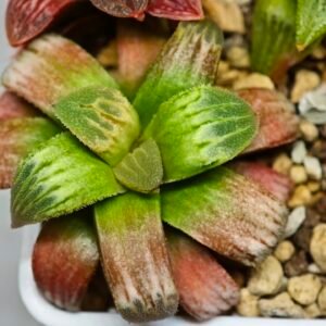 Haworthia Seedling S05 - 8