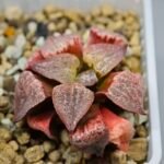 Haworthia Seedling Picta Zebra VDV 056 S08 - 2