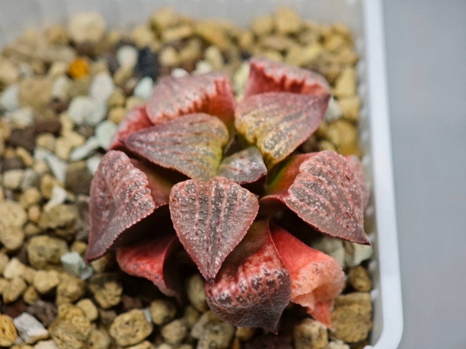 Haworthia Seedling Picta Zebra VDV 056 S08 - 2