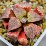 Haworthia Seedling Picta Zebra VDV 056 S08 - 3
