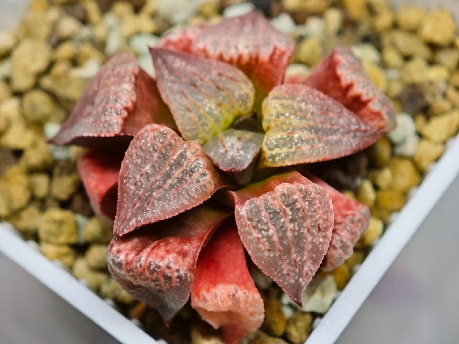 Haworthia Seedling Picta Zebra VDV 056 S08 - 3
