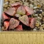 Haworthia Seedling Picta Zebra VDV 056 S08 - 4