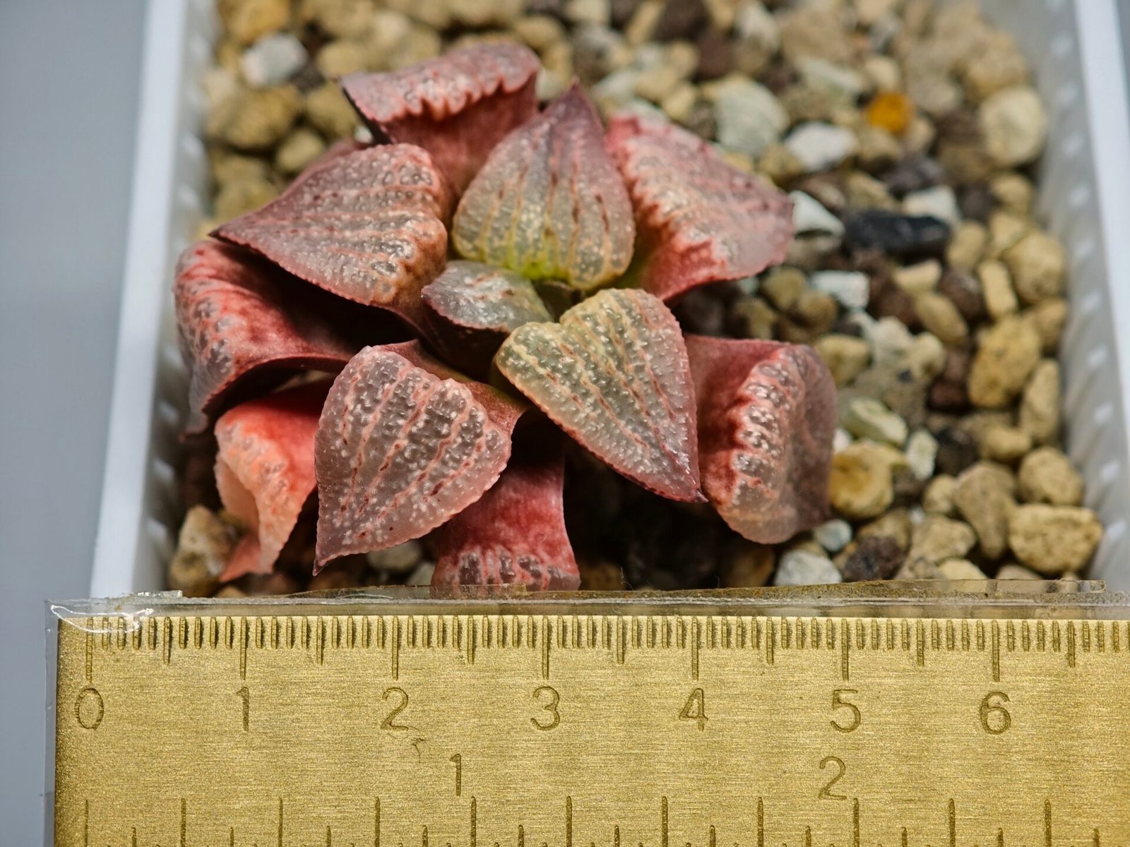 Haworthia Seedling Picta Zebra VDV 056 S08 - 4