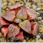 Haworthia Seedling Picta Zebra VDV 056 S08 - 5