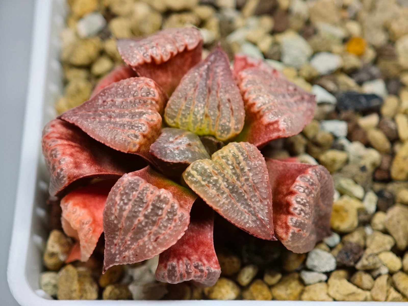 Haworthia Seedling Picta Zebra VDV 056 S08 - 5