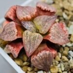 Haworthia Seedling Picta Zebra VDV 056 S08 - 6