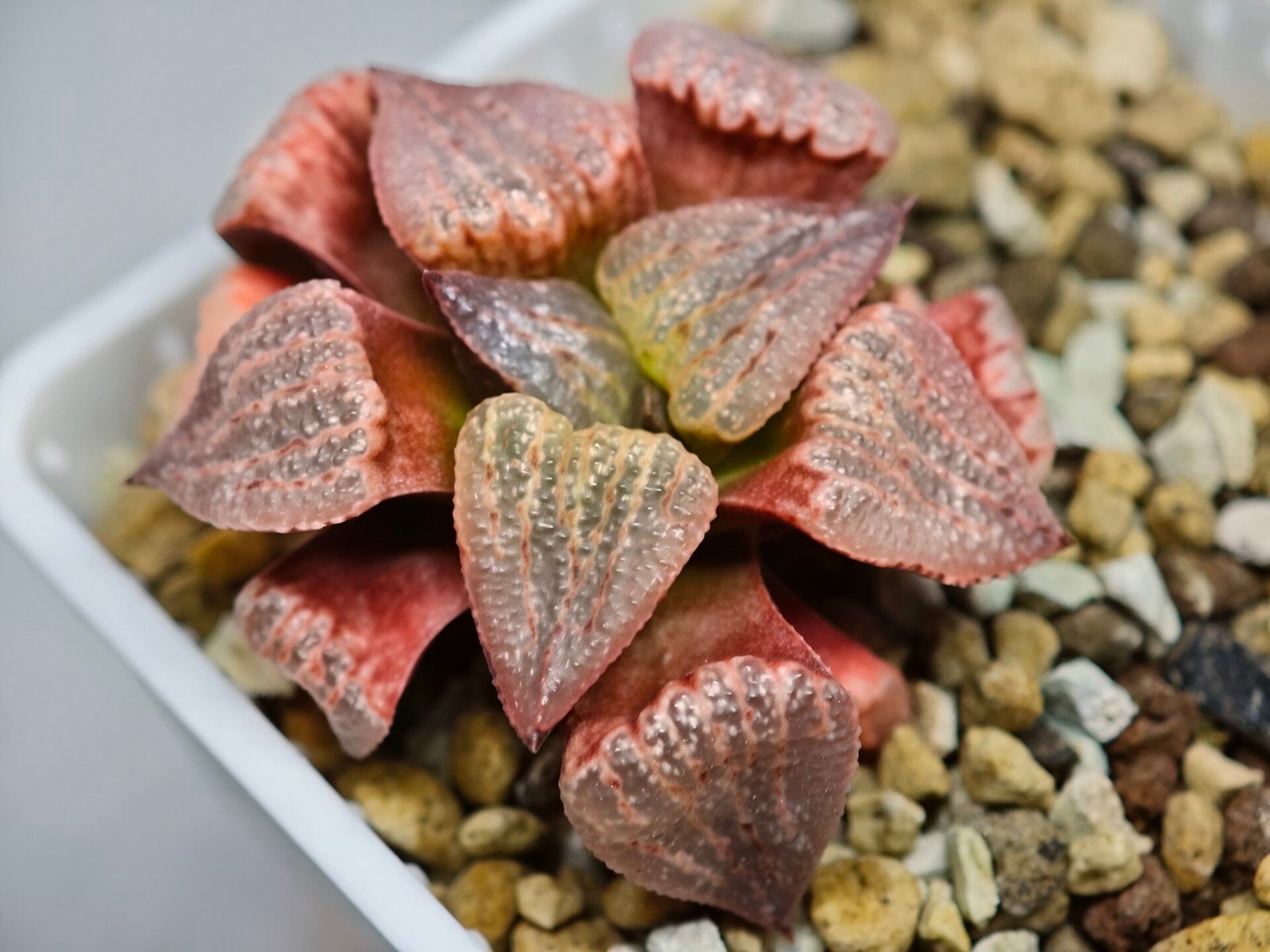 Haworthia Seedling Picta Zebra VDV 056 S08 - 6