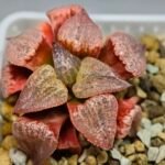 Haworthia Seedling Picta Zebra VDV 056 S08 - 7