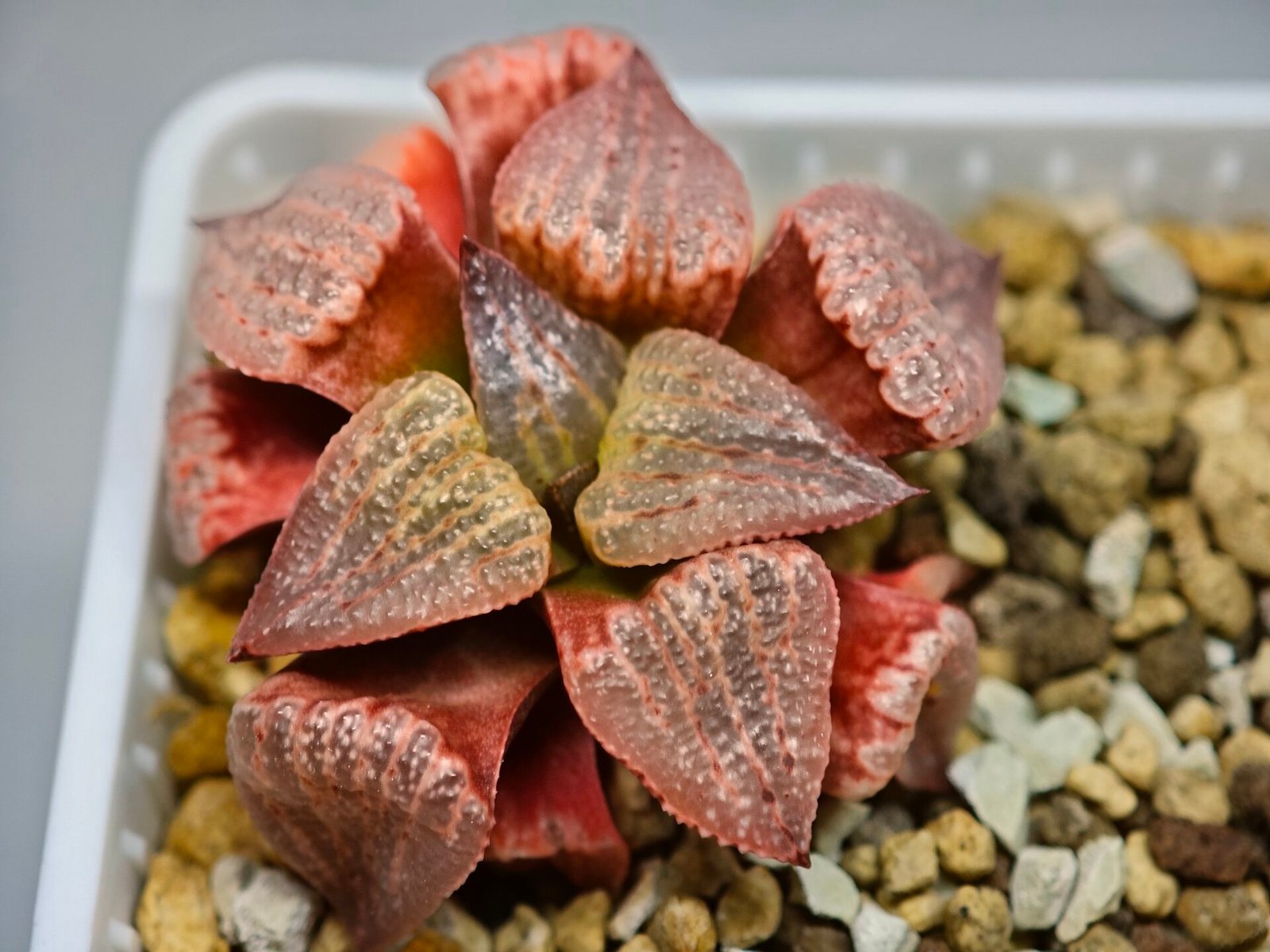 Haworthia Seedling Picta Zebra VDV 056 S08 - 7