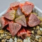 Haworthia Seedling Picta Zebra VDV 056 S08 - 8