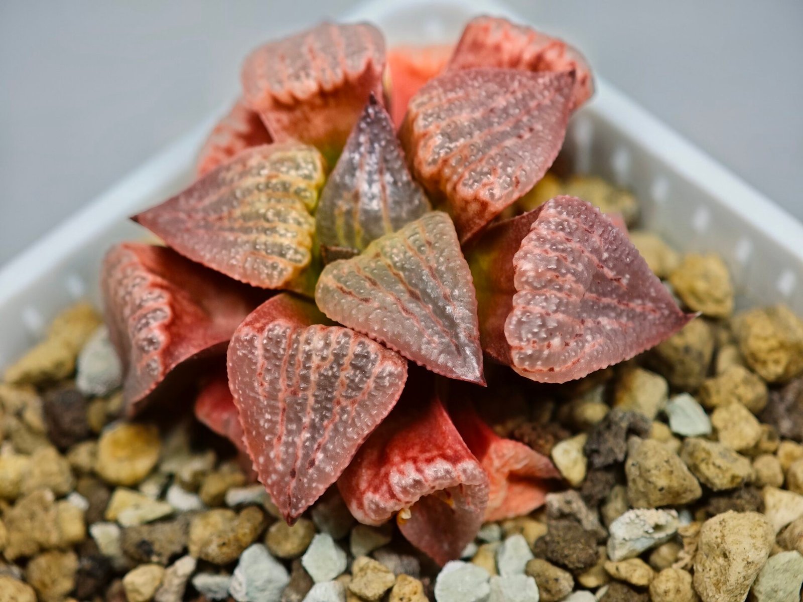 Haworthia Seedling Picta Zebra VDV 056 S08 - 8